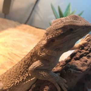 Meet your Posher, Sky